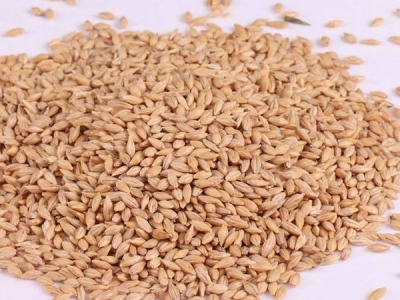 [大麥]大麥種子價格_種植方法