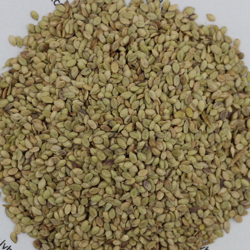 百喜草.jpg 百喜草.jpg