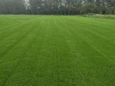 [果嶺草]果嶺草草坪種子價格_圖片_種植方法