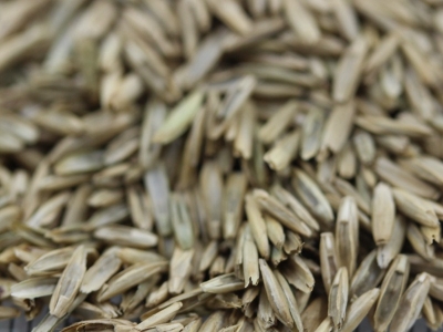 多年生黑麥草種子