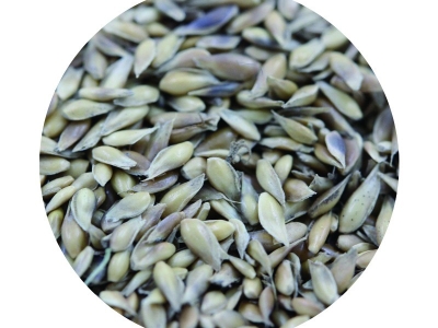 結(jié)縷草種子