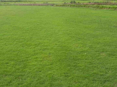 [馬尼拉]馬尼拉草坪種子價格_圖片_種植方法