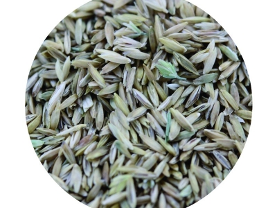 [早熟禾]早熟禾種子價格_圖片_種植方法