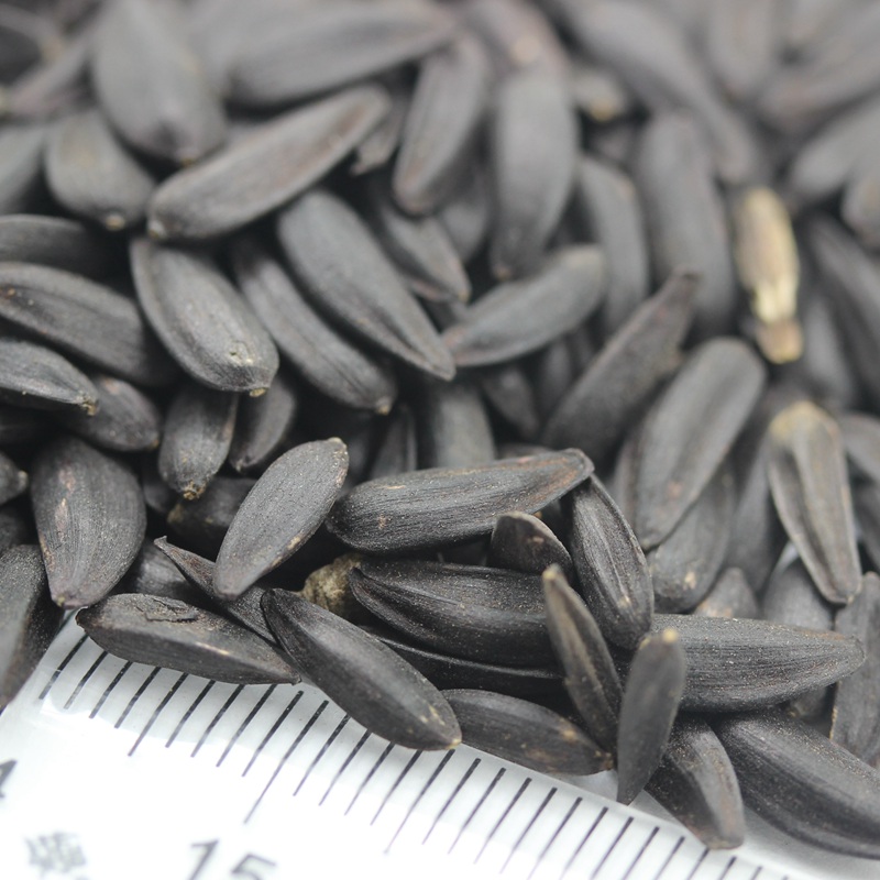 矮向日葵 矮向日葵