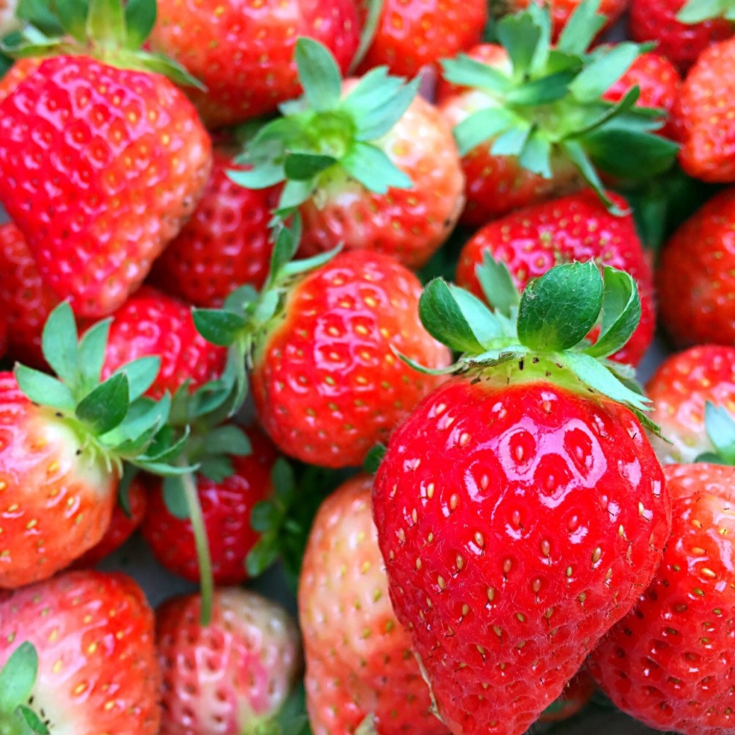 草莓 草莓