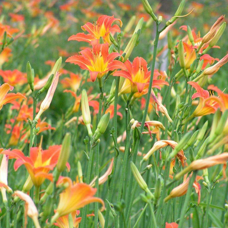 大花萱草 大花萱草