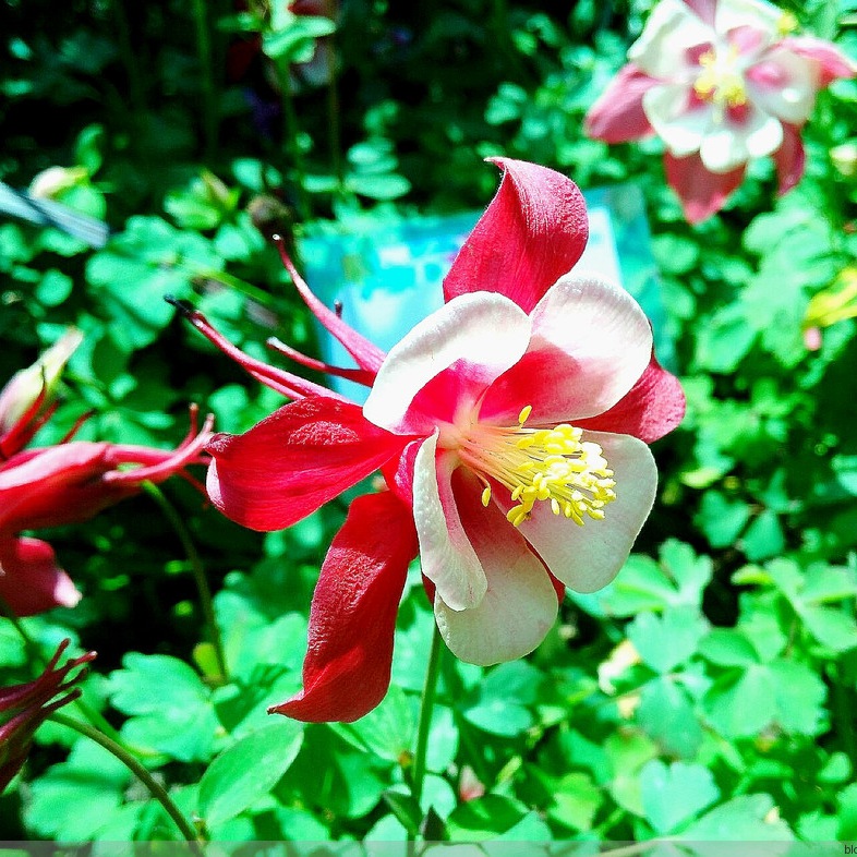 大花耬斗菜 大花耬斗菜