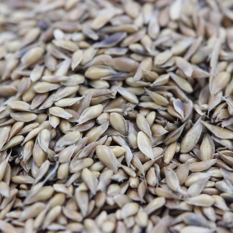 日本結(jié)縷草