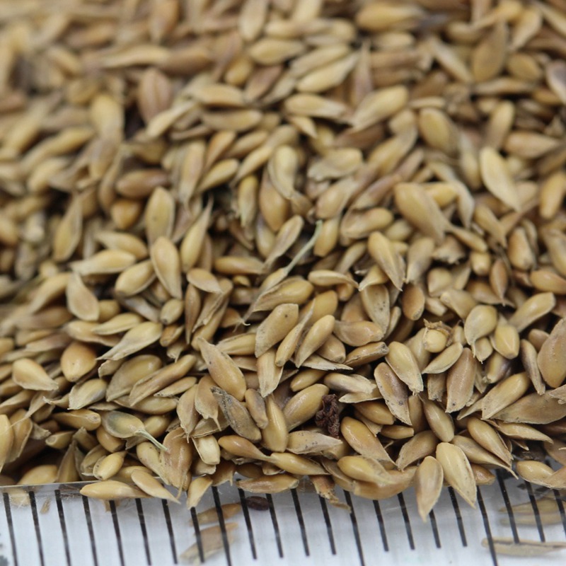 日本結縷草 日本結縷草