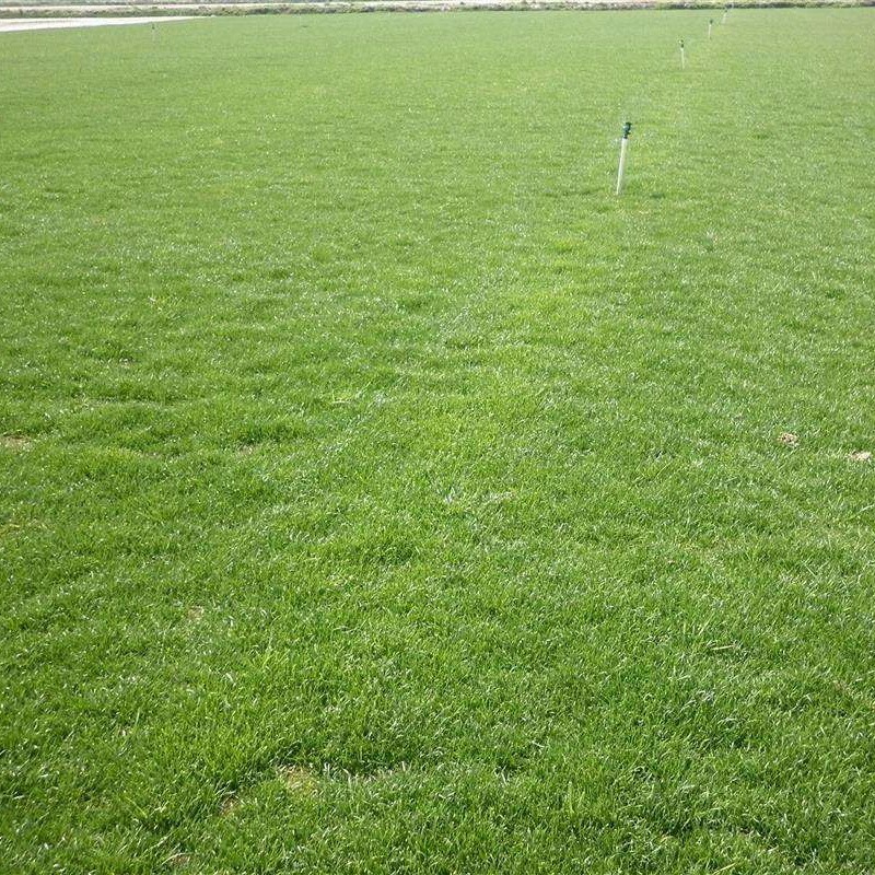 狗牙根種子 狗牙根種子