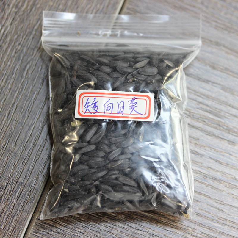 矮向日葵 矮向日葵