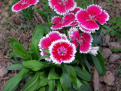 包衣五彩石竹種子