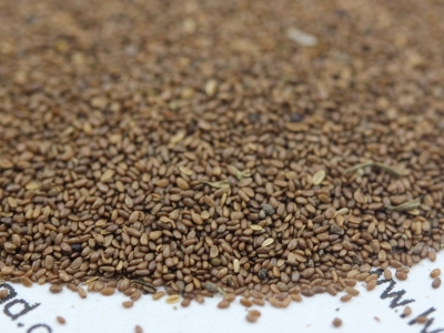 風(fēng)鈴花種子