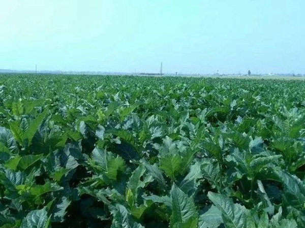 串葉松香草人工種植的時候怎么樣能高產？