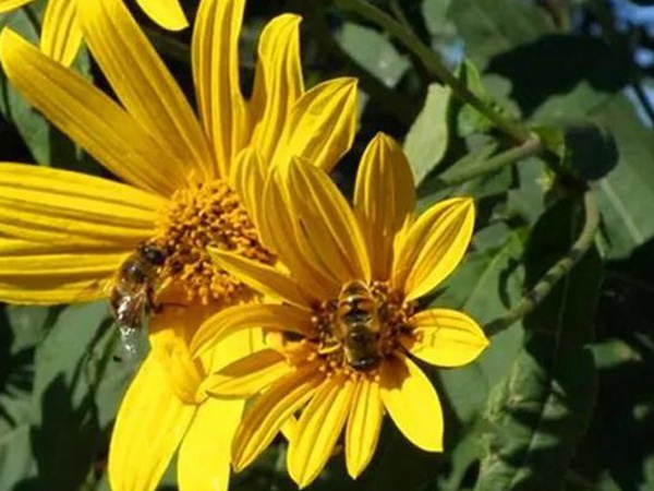 串葉松香草的營(yíng)養(yǎng)價(jià)值以及栽培技術(shù)介紹