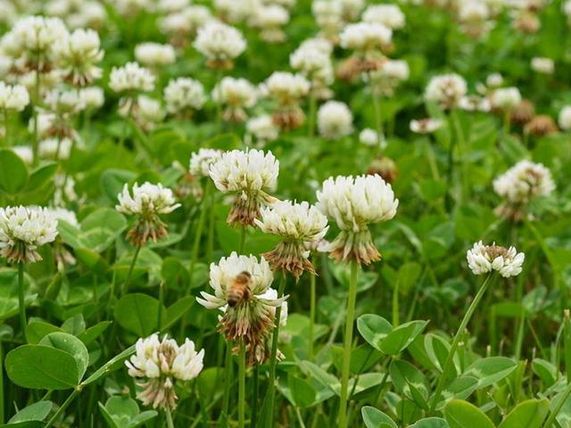 綠化草坪種子種植,白三葉的有點(diǎn)有哪些 綠化草坪種子種植,白三葉的有點(diǎn)有哪些