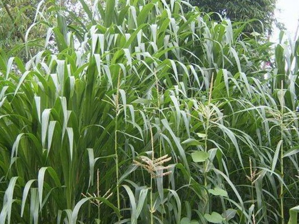 一畝地皇竹草能養幾只羊?可以養多少頭牛在南方地區? 一畝地皇竹草能養幾只羊?可以養多少頭牛在南方地區?