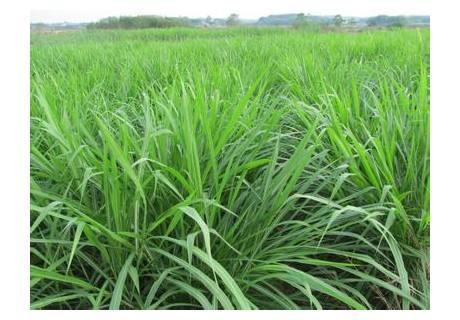 優(yōu)質牧草墨西哥玉米草適合在哪里種植比較好 優(yōu)質牧草墨西哥玉米草適合在哪里種植比較好