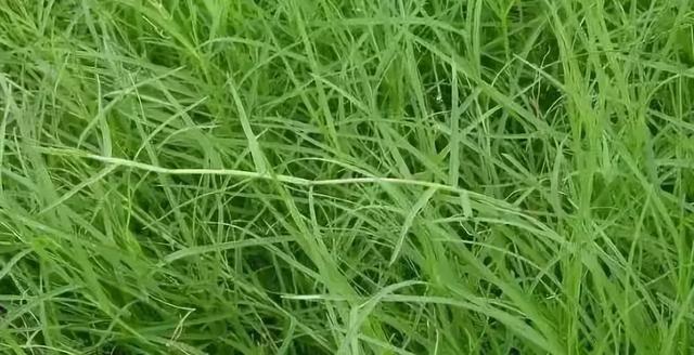 花園草坪的種植方法與養護管理經驗