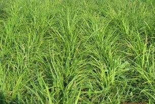 野牛草優(yōu)點(diǎn)優(yōu)勢(shì)有哪些，野牛草有著非常不錯(cuò)的經(jīng)濟(jì)價(jià)值