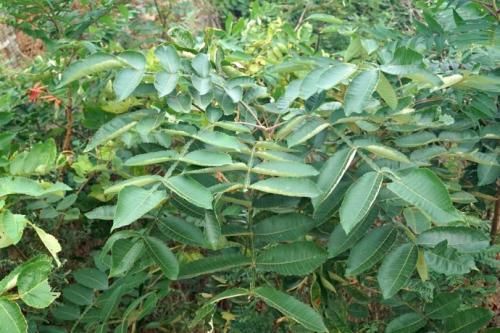 生命力頑強的鹽膚木,鹽膚木基本價值與種植技術介紹 生命力頑強的鹽膚木,鹽膚木基本價值與種植技術介紹