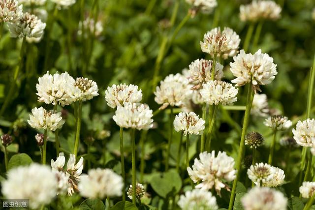 白三葉草優點有哪些，觀賞性怎么樣