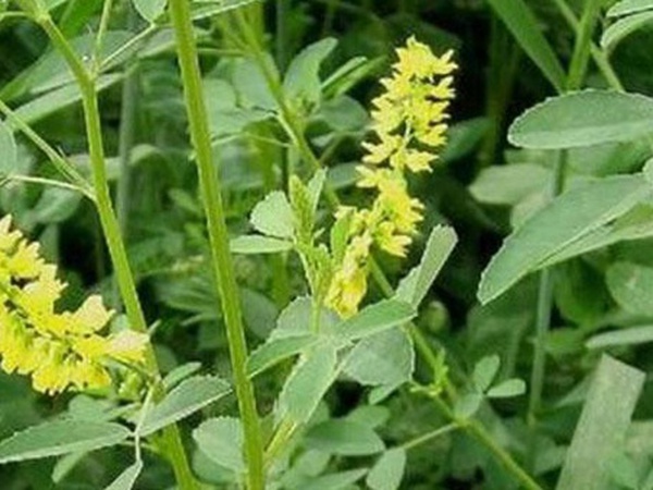 草木樨種子去哪里買比較好?育苗方法有哪些? 草木樨種子去哪里買比較好?育苗方法有哪些?