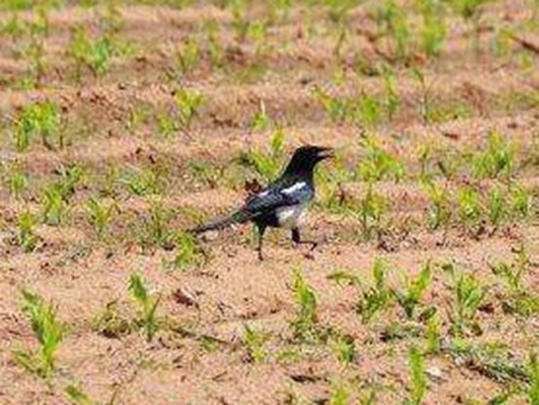 種植墨西哥玉米有這幾個要點(diǎn)，掌握好這幾個要點(diǎn)獲得高產(chǎn)量