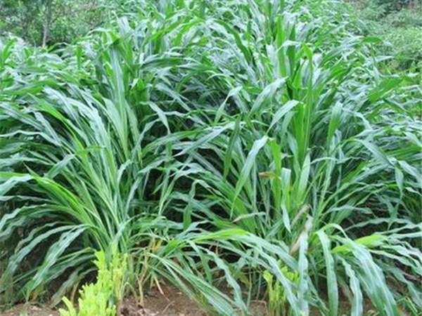 種植墨西哥玉米有這幾個要點(diǎn)，掌握好這幾個要點(diǎn)獲得高產(chǎn)量