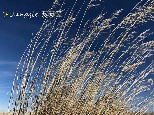 芨芨草飼用價值？——耐寒耐旱耐鹽堿