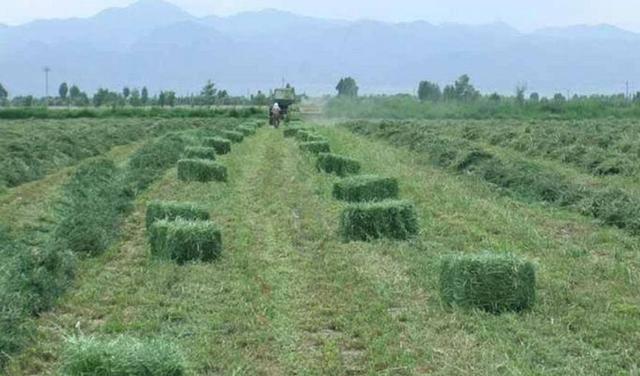 牧草之王—紫花苜蓿高產培育技術