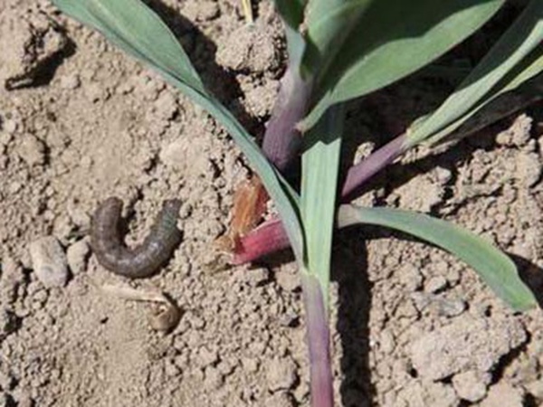 墨西哥玉米草出苗成活率是什么原因，怎么樣提高成活率？