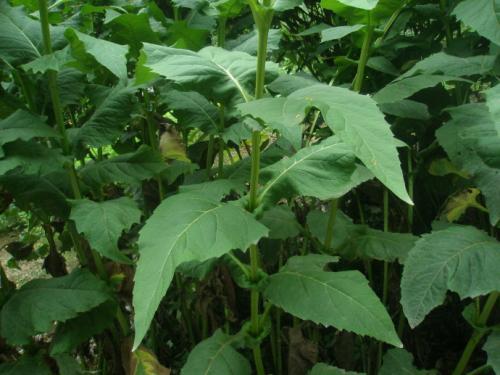 優(yōu)質(zhì)的牧草---串葉松香草，基本詳情介紹