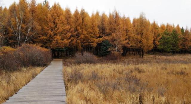 綠化草坪堿茅草的種植方法以及經濟價值
