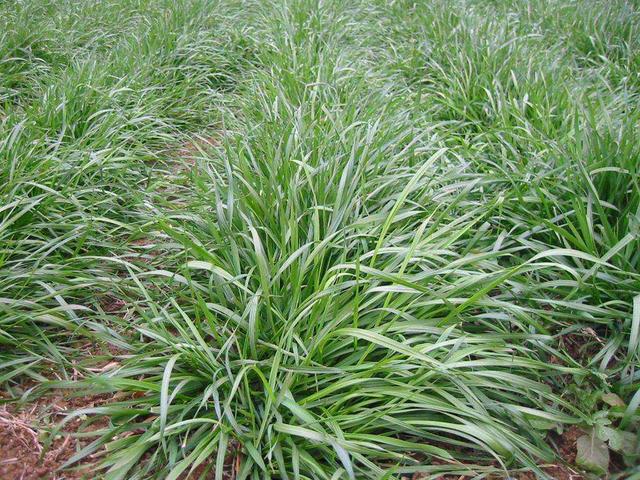 多年生黑麥草在我國的發(fā)展形式為何會(huì)這么的好? 多年生黑麥草在我國的發(fā)展形式為何會(huì)這么的好?