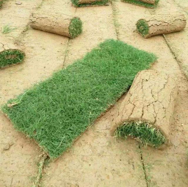 百慕大草坪經濟價值以及播種管理技術