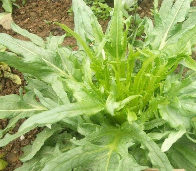 苦荬菜怎樣種植效果好？怎么種植可以高產(chǎn)量