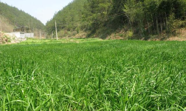 一次種植,多次收益的優(yōu)質(zhì)牧草——多年生黑麥草 一次種植,多次收益的優(yōu)質(zhì)牧草——多年生黑麥草