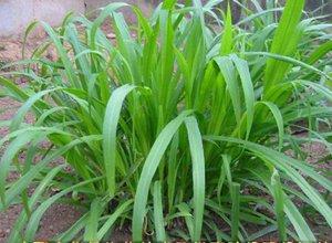 蘇丹草要如何種植，種植蘇丹草方法是什么