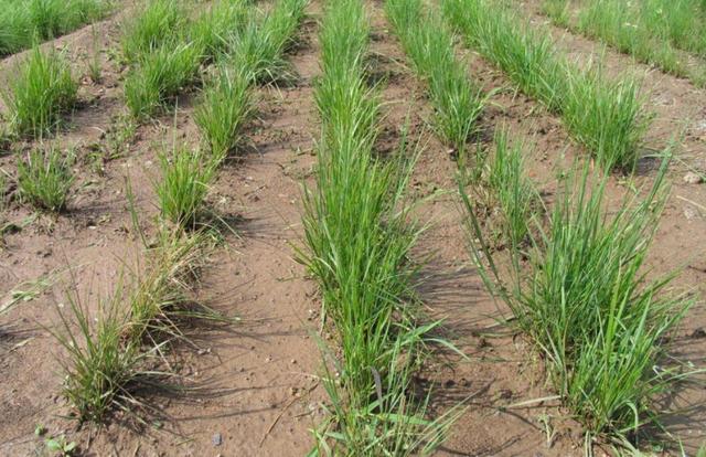 多年生黑麥草在我國的發(fā)展形式為何會(huì)這么的好? 多年生黑麥草在我國的發(fā)展形式為何會(huì)這么的好?