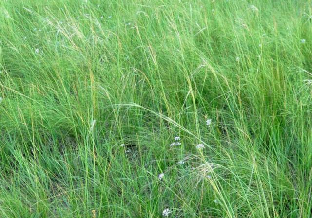 耐活堿草農作物，要知道它的生物特性，種植起來很簡單