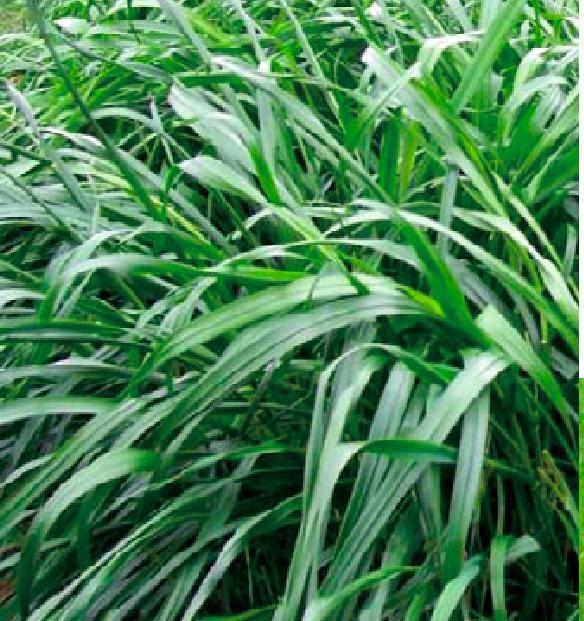 冬牧—70黑麥草牧草種子