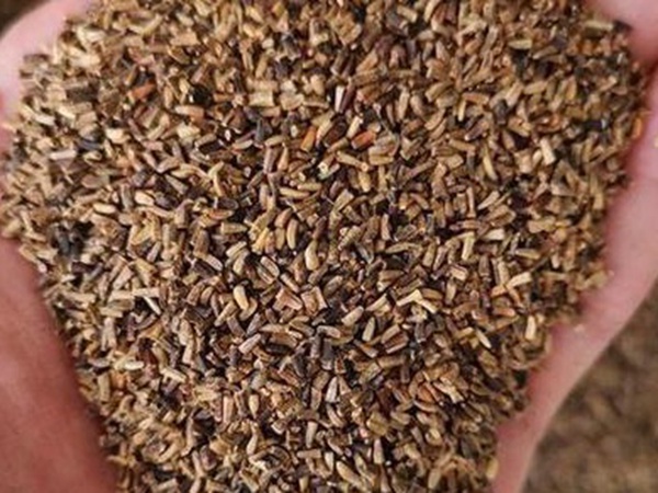 種植菊苣搞養殖技術是什么可以提高產量