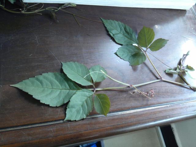 爬山虎也能做盆景？生長能力比較好，抗旱能力不錯