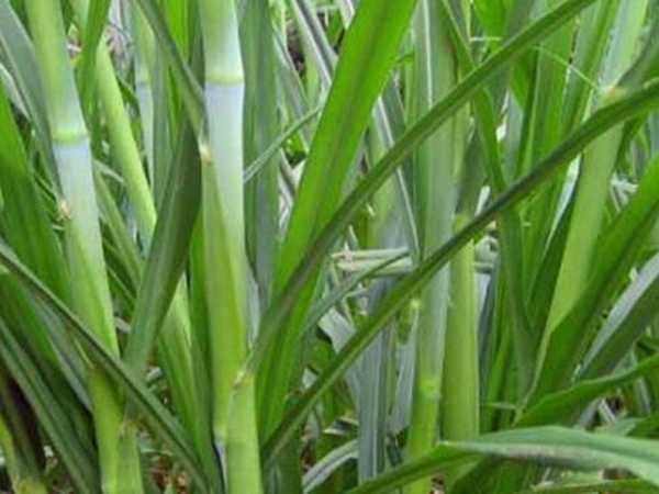 象草栽培技術(shù)與收割利用有那些