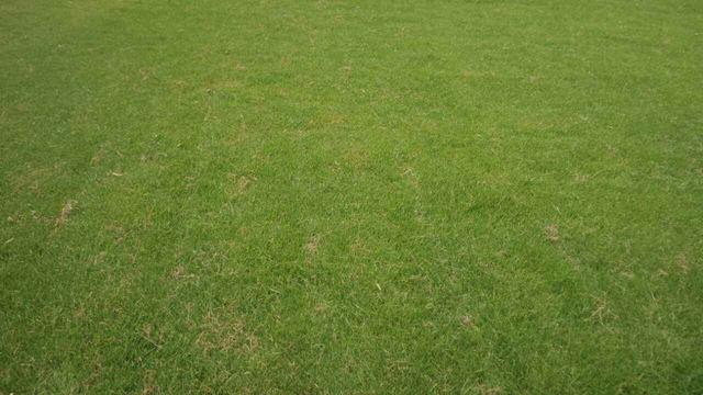 草坪綠化中的王者，護(hù)坡能力強大的的剪股穎草種