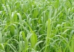 高丹草如何養殖，種植方法是什么？