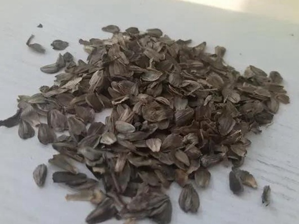 串葉松香草的營(yíng)養(yǎng)價(jià)值以及栽培技術(shù)介紹