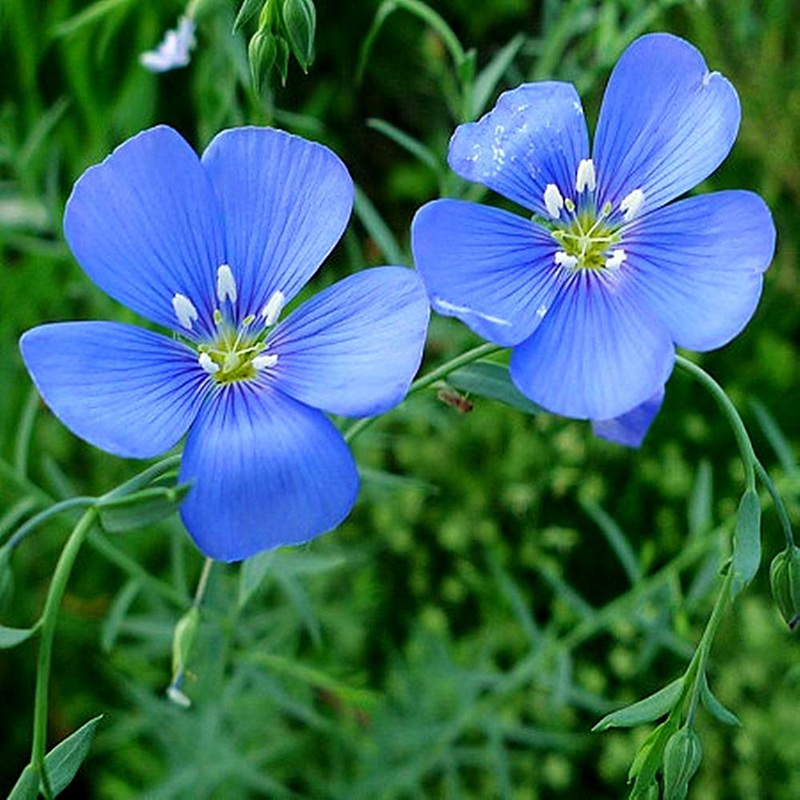 藍(lán)花亞麻 藍(lán)花亞麻