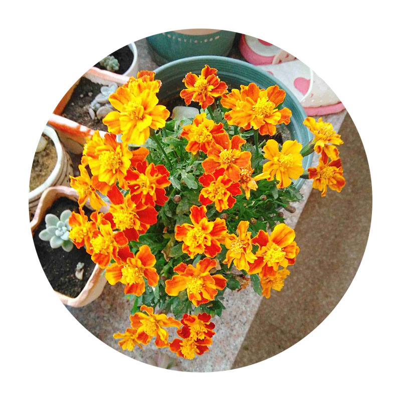 萬(wàn)壽菊 萬(wàn)壽菊